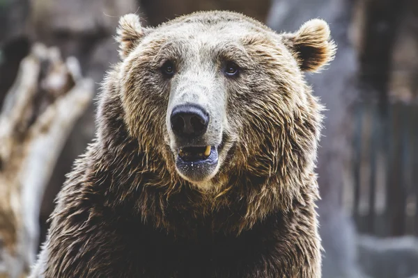 Pelziger Braunbär — Stockfoto