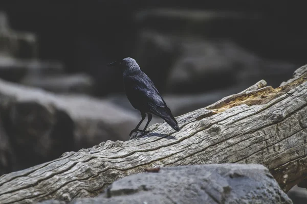 Corvo Negro — Fotografia de Stock