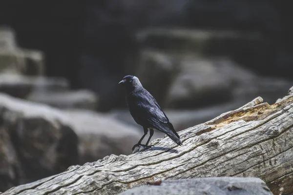 Black Raven — Stock Photo, Image