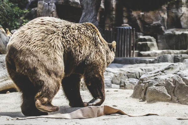 Furry niedźwiedź brunatny — Zdjęcie stockowe