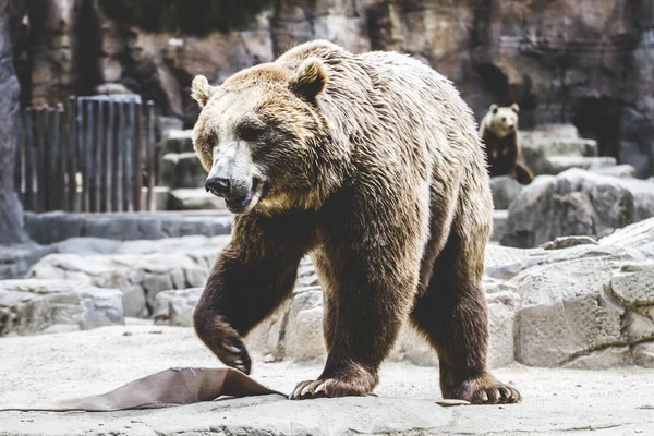 Orso bruno peloso — Foto Stock