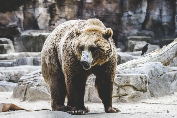 Furry brown bear — Stock Photo, Image