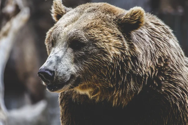 Пухнастий бурий ведмідь — стокове фото