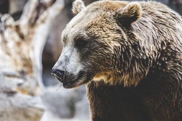 Pelziger Braunbär — Stockfoto