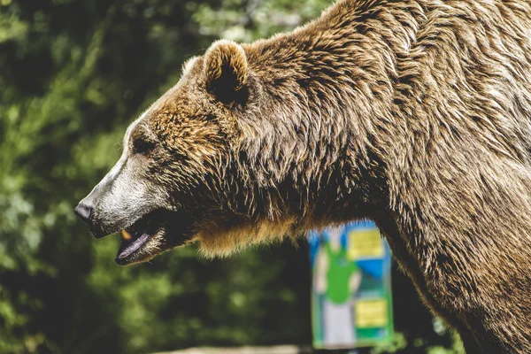 Furry brown bear — Stock Photo, Image