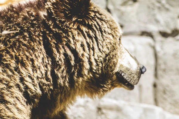 Kožešinový medvěd hnědý — Stock fotografie