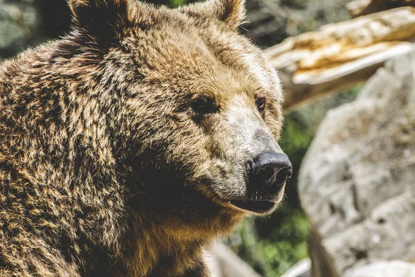 Furry brown bear — Stock Photo, Image