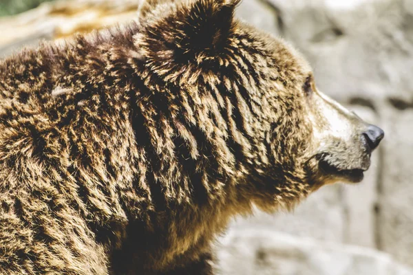 Pelziger Braunbär — Stockfoto