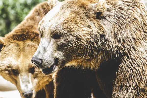 Orso bruno peloso — Foto Stock