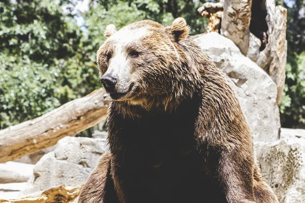 Пушистый медведь — стоковое фото