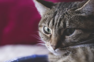 Yumuşak deri ile ortak kedi