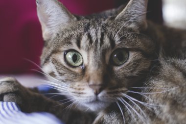 Yumuşak deri ile ortak kedi