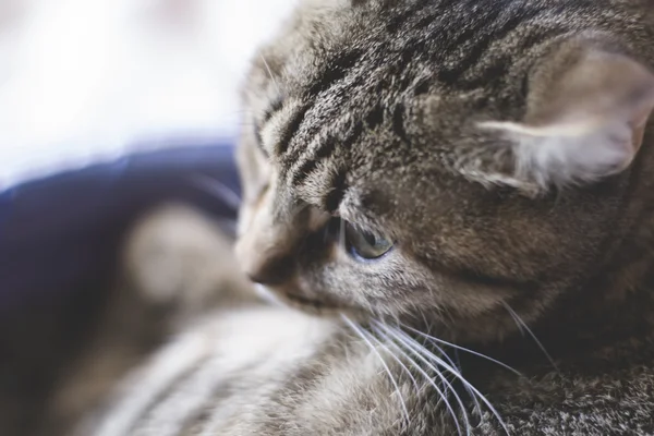 Обычная кошка с мягкой кожей — стоковое фото