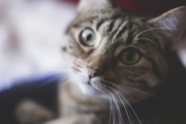 Обычная кошка с мягкой кожей — стоковое фото