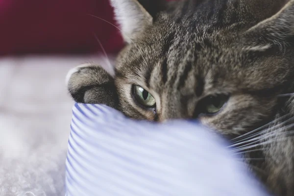 Gato común con piel suave — Foto de Stock