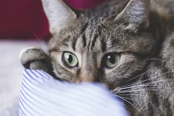 Gato común con piel suave — Foto de Stock