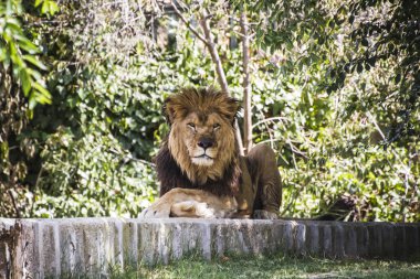 Aslan güneşte yatıyor