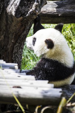 Güzel üreme ayı panda