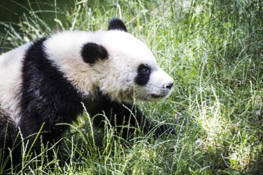 Güzel üreme ayı panda