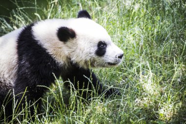 Güzel üreme ayı panda