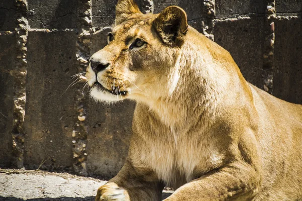 Dinlenme güçlü dişi aslan — Stok fotoğraf