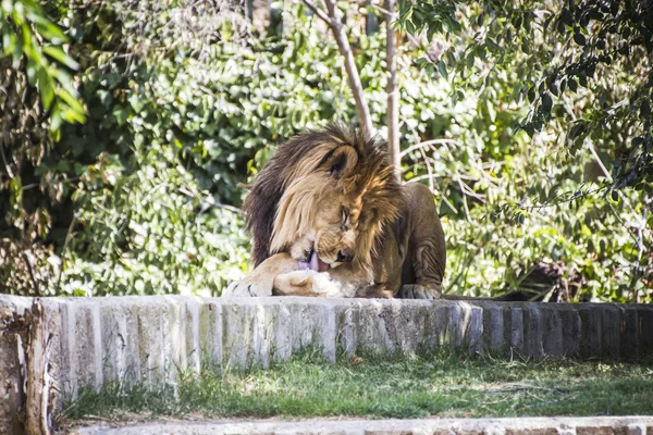 ライオンは太陽の下で横たわっている — ストック写真