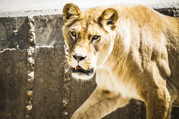 Powerful lioness resting — Stock Photo, Image