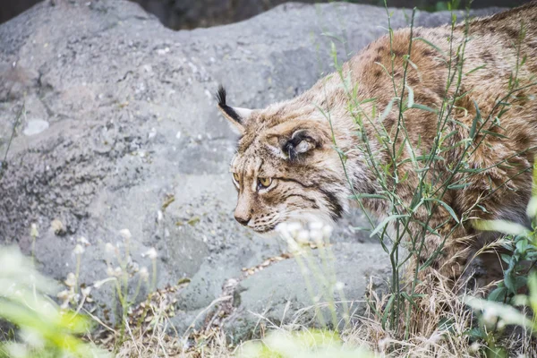 Iberian lynx — Stock Photo, Image