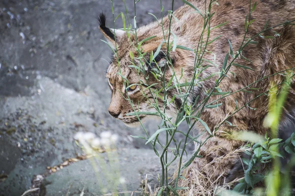 Iberian lynx — Stock Photo, Image