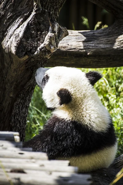 美丽的繁殖熊猫熊 — 图库照片