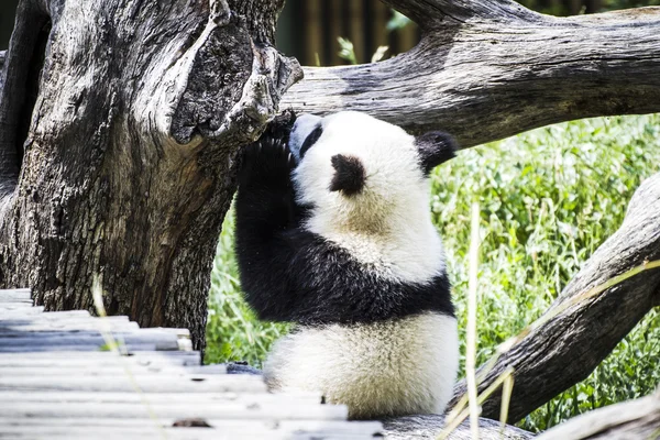 Indah pembiakan beruang panda — Stok Foto