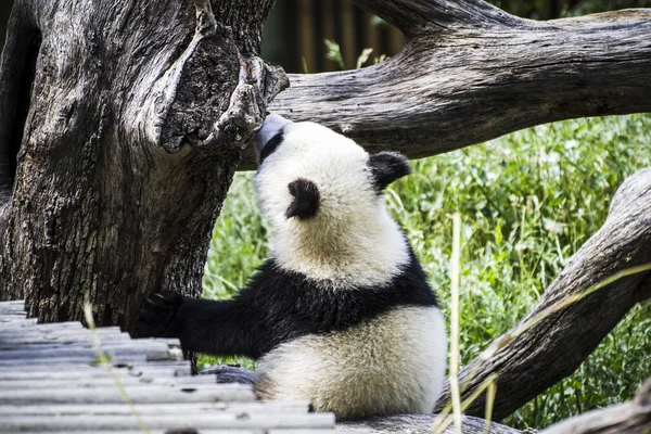 Frumos urs panda reproducere — Fotografie, imagine de stoc