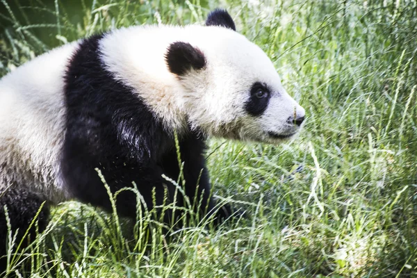 Beautiful breeding panda bear — Stock Photo, Image