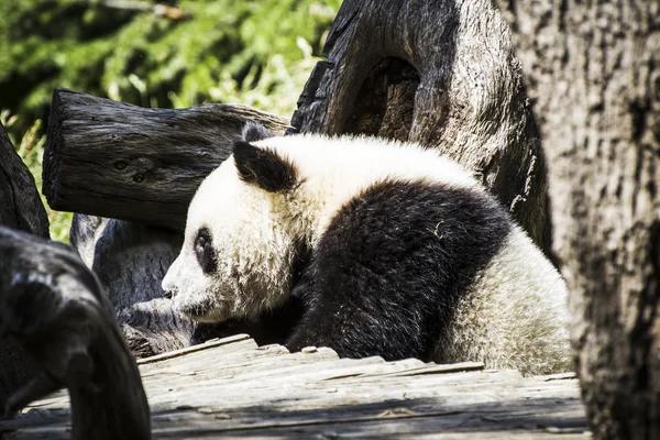 Όμορφη αναπαραγωγής panda bear — Φωτογραφία Αρχείου