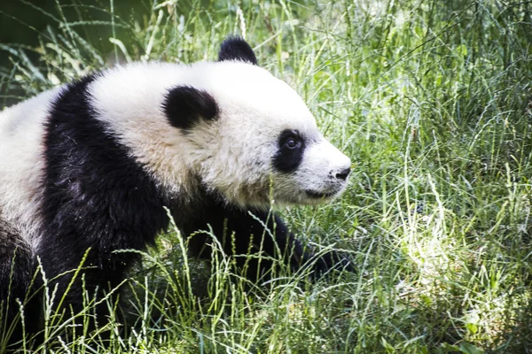 Όμορφη αναπαραγωγής panda bear — Φωτογραφία Αρχείου