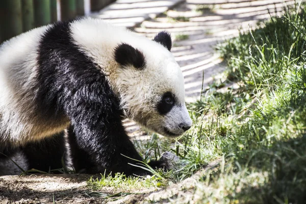 Красивая размножающаяся панда — стоковое фото