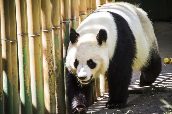 Όμορφη αναπαραγωγής panda bear — Φωτογραφία Αρχείου