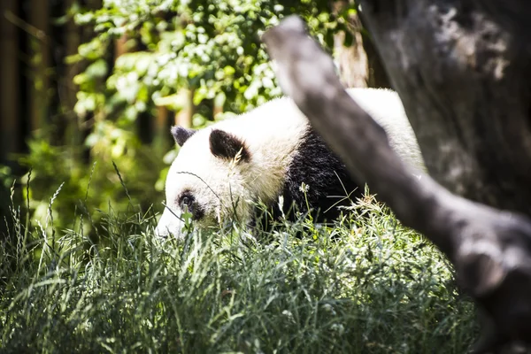 Frumos urs panda reproducere — Fotografie, imagine de stoc