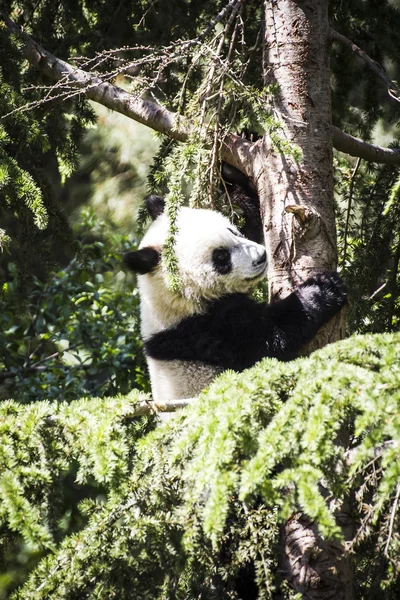 美丽的繁殖熊猫熊 — 图库照片