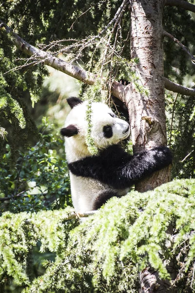 Beautiful breeding panda bear — Stock Photo, Image