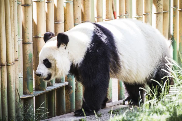 Όμορφη αναπαραγωγής panda bear — Φωτογραφία Αρχείου