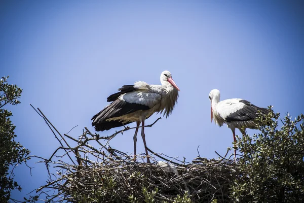 コウノトリの巣 — ストック写真