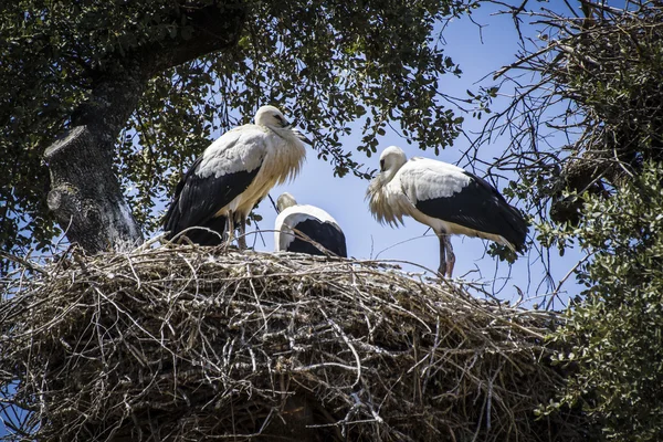 コウノトリの巣 — ストック写真