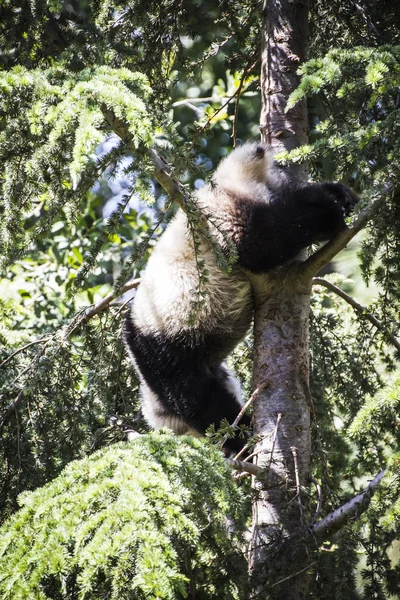 Belo urso panda reprodutor — Fotografia de Stock