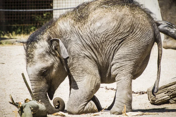 Elefante bebê brincando com um log — Fotografia de Stock