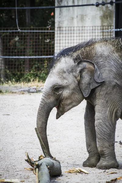 Baby elephant playing with a log — Stock Photo, Image