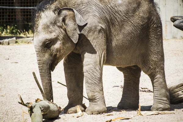Bébé éléphant jouer avec une bûche — Photo