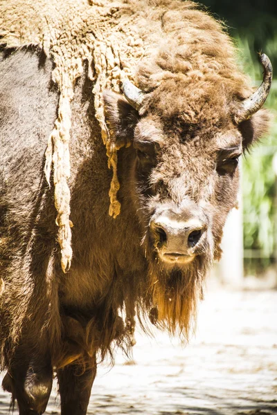 Great and mighty bison — Stock Photo, Image