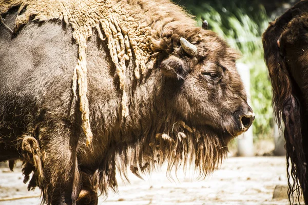 Großer und mächtiger Wisent — Stockfoto