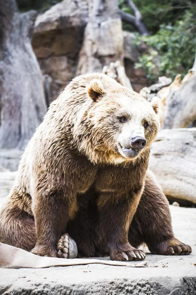 Oso marrón — Foto de Stock